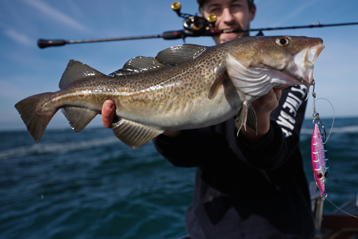 A Cod fish caught using the Wreck Rat Slow Jig